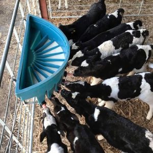 Alternative view of Stallion MM10 Compartmentalised Feeder 10 Teat