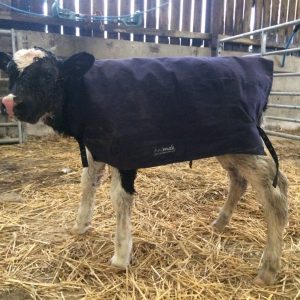 Alternative view of NZ Canvas Calf Blanket - 2' 3"