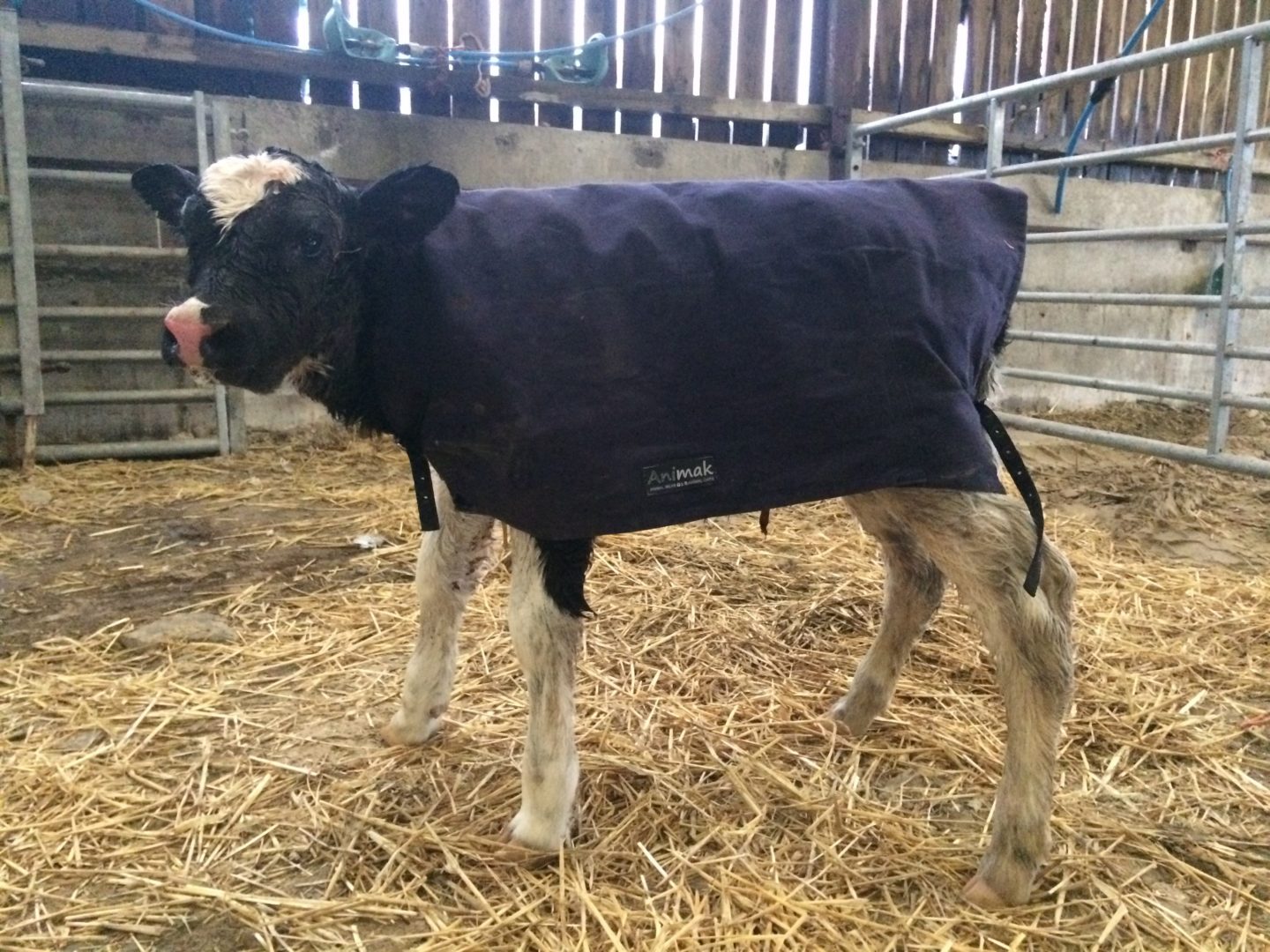 NZ Canvas Calf Blanket - 2' 6" - Image 2