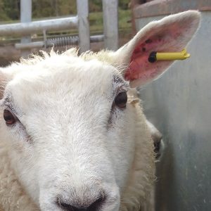 Alternative view of TagFaster EID Single Slaughter Tag